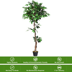 5.5 Foot Artificial Ficus Tree with Real Wood Trunks, 756 Leaf Silk Ficus