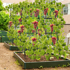 A-Frame Garden Cucumber Trellis with Netting for Climbing Plants Outdoor-Black