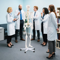 Life-Size Human Skeleton Model with Nerves for Anatomy Study & Education