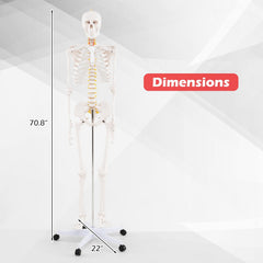 Life-Size Human Skeleton Model with Nerves for Anatomy Study & Education