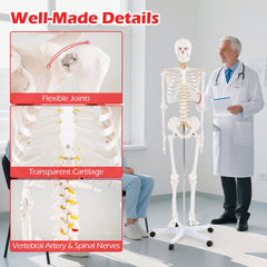 Life-Size Human Skeleton Model with Nerves for Anatomy Study & Education