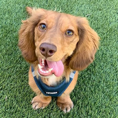 Best Pet Supplies Voyager Step-in Air Dog Harness-All Weather Mesh Step in Vest Harness for Small and Medium Dogs by Best Pet Supplies-Harness (Blue), XXX-Small