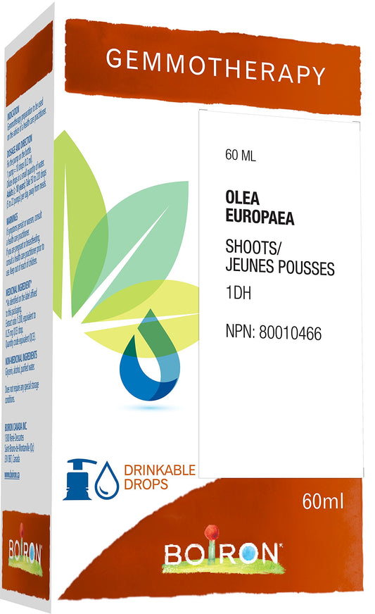 Boiron Gemmotherapy Olea europaea shoots (olive) 1dh, homeopathic medicine. Format: 60 mL