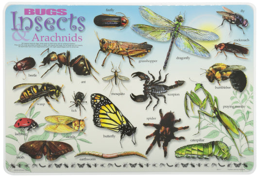 PAINLESS LEARNING PLACEMATS-Bugs, Insects and Arachnids-Placemat