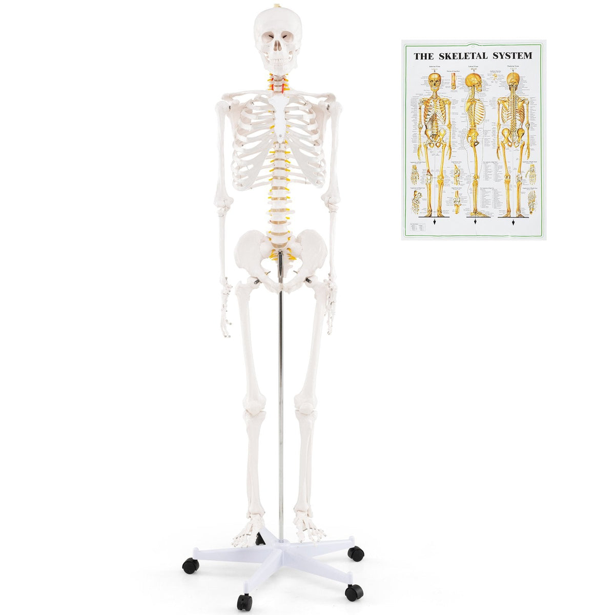 Life-Size Human Skeleton Model with Nerves for Anatomy Study & Education