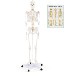 Life-Size Human Skeleton Model with Nerves for Anatomy Study & Education