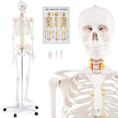 Life-Size Human Skeleton Model with Nerves for Anatomy Study & Education