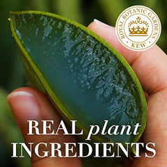 Herbal Essences bio: renew Potent Aloe + Eucalyptus Conditioner Scalp Balance, 400 Milliliters